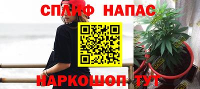 сатива Кингисепп
